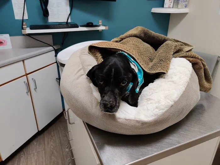 Animal Medical Center of Mission Viejo 9