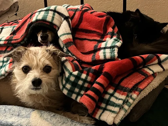 Animal Medical Center of Mission Viejo 7