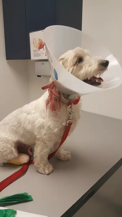 Alisos Animal Hospital 12