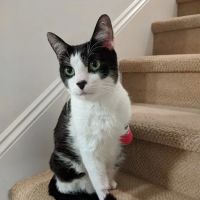 Alisos Animal Hospital ico