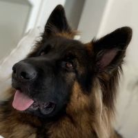 Ladera Ranch Animal Hospital ico