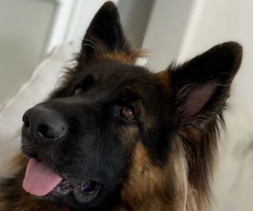 Ladera Ranch Animal Hospital