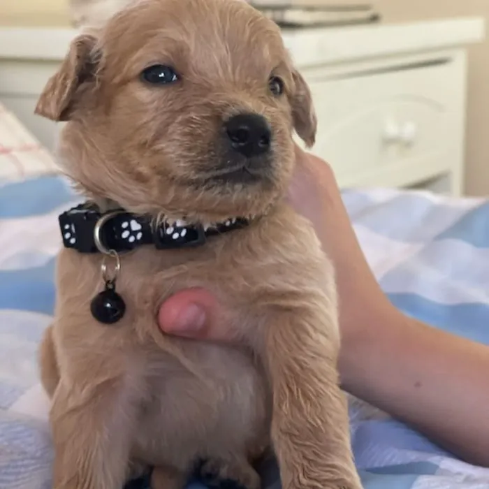 Ladera Ranch Animal Hospital 12