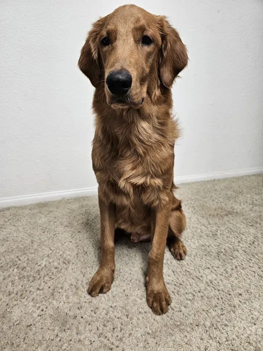Ladera Ranch Animal Hospital 12