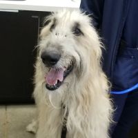 Baker Ranch Animal Hospital ico