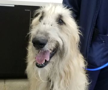 Baker Ranch Animal Hospital