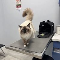 Bliss Animal Hospital ico