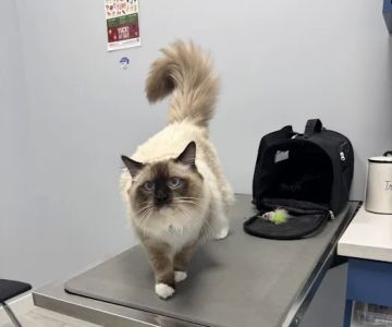 Bliss Animal Hospital