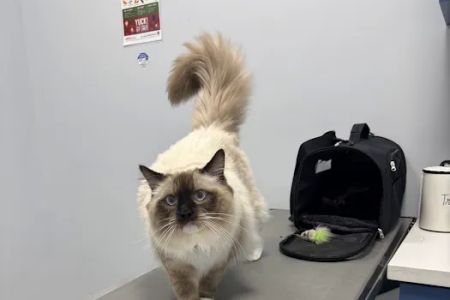 Bliss Animal Hospital