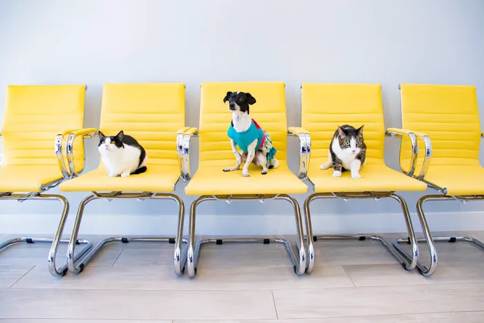 Bliss Animal Hospital 12