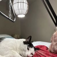 Foothill Animal Hospital, Inc. ico