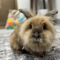 Fauna Veterinary Collective ico