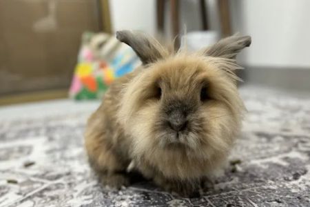 Fauna Veterinary Collective