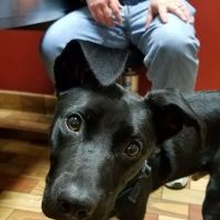 Portola Plaza Veterinary Hospital ico