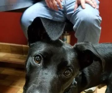 Portola Plaza Veterinary Hospital
