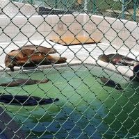 Marine Mammal Care Center ico