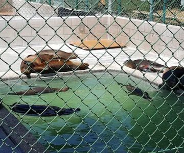 Marine Mammal Care Center