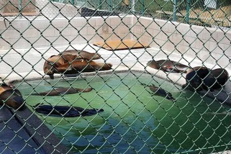 Marine Mammal Care Center