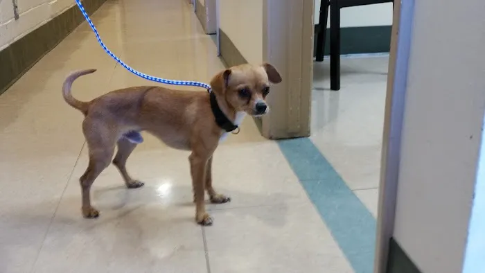 Peninsula Center Pet Hospital 12