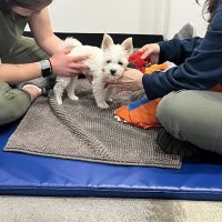 Beach Animal Rehabilitation Center - Rolling Hills ico