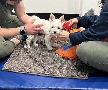 Beach Animal Rehabilitation Center - Rolling Hills