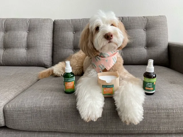 Green Dog Dental and Veterinary Center 12