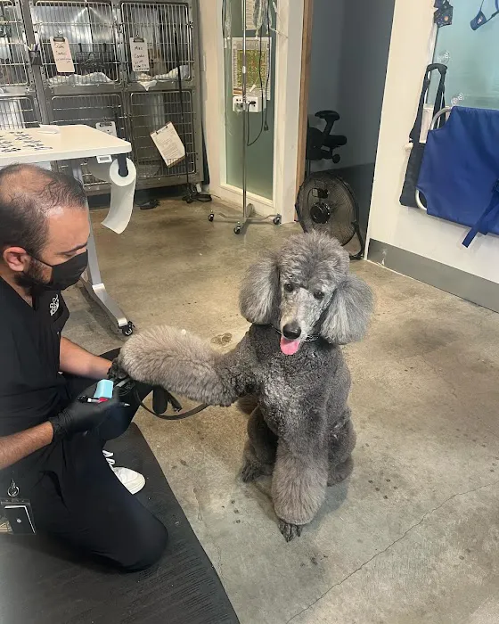 Green Dog Dental and Veterinary Center 12