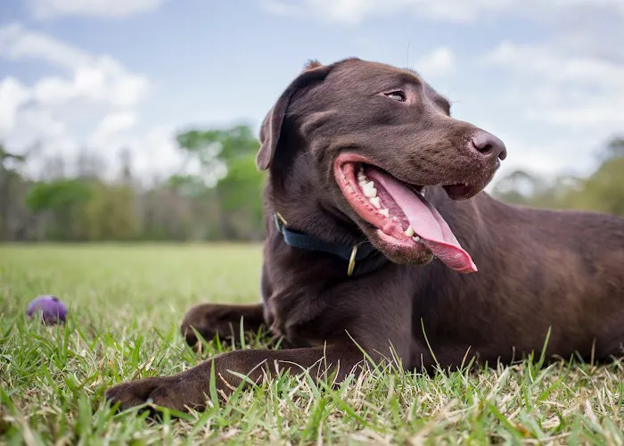 Green Dog Dental and Veterinary Center 12