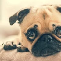 Green Dog Dental and Veterinary Center ico