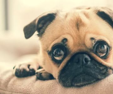 Green Dog Dental and Veterinary Center