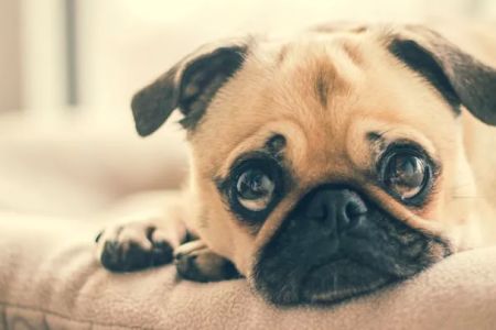 Green Dog Dental and Veterinary Center