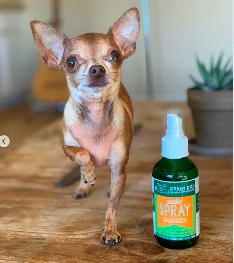 Green Dog Dental and Veterinary Center 12