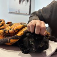 VCA Santa Monica Main Street Animal Hospital ico