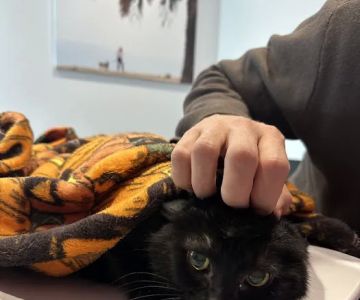 VCA Santa Monica Main Street Animal Hospital