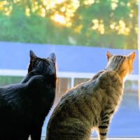 GreenTree Veterinary Service ico