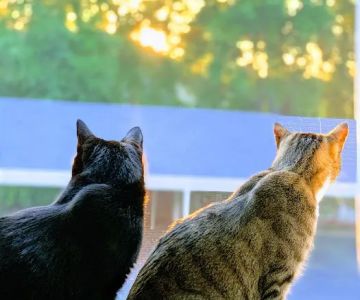 GreenTree Veterinary Service
