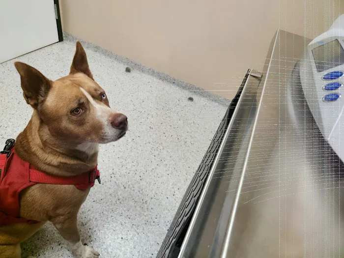Santa Monica Veterinary Group 12