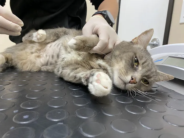 Santa Monica Veterinary Group 12