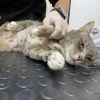 Santa Monica Veterinary Group ico