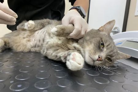 Santa Monica Veterinary Group