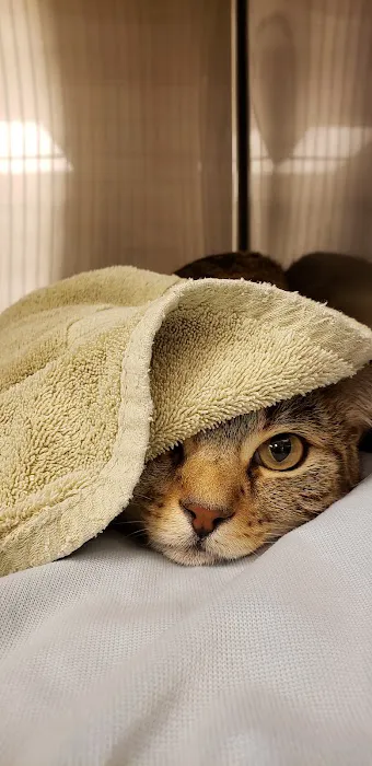 Parkview Pet Clinic, A Thrive Pet Healthcare Partner 6