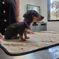 Parkview Pet Clinic, A Thrive Pet Healthcare Partner ico