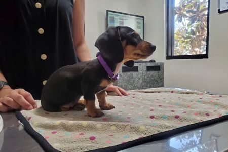 Parkview Pet Clinic, A Thrive Pet Healthcare Partner