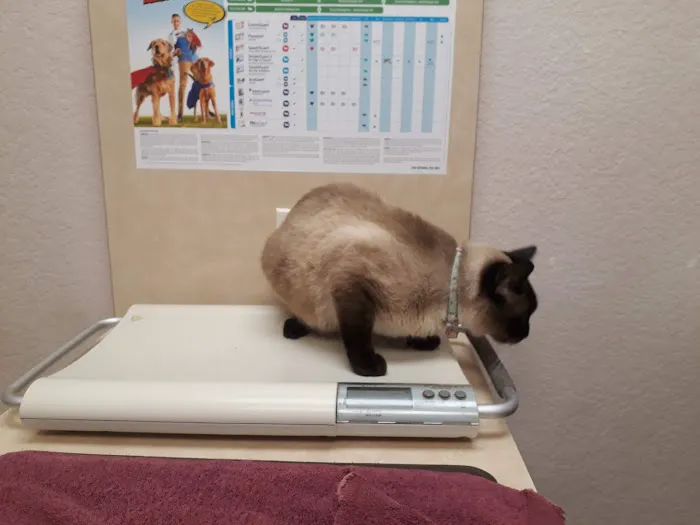 VCA Arden Animal Hospital 12