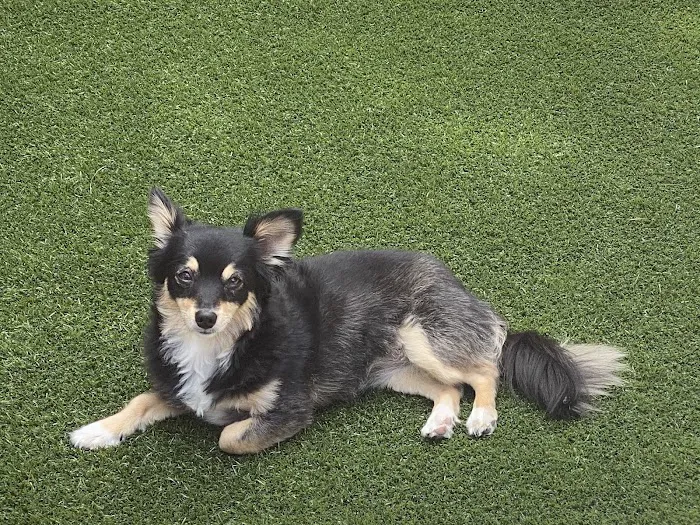 Angelus Pet Hospital 12