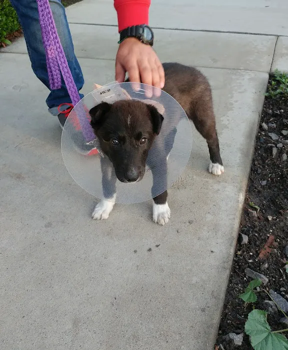 Angelus Pet Hospital 12