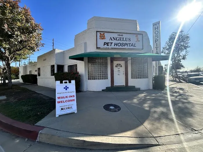 Angelus Pet Hospital 12