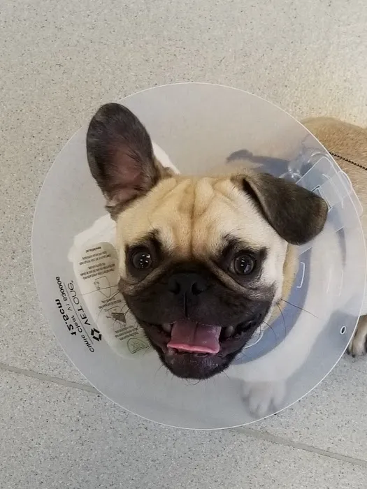 West LA Veterinary Group 12