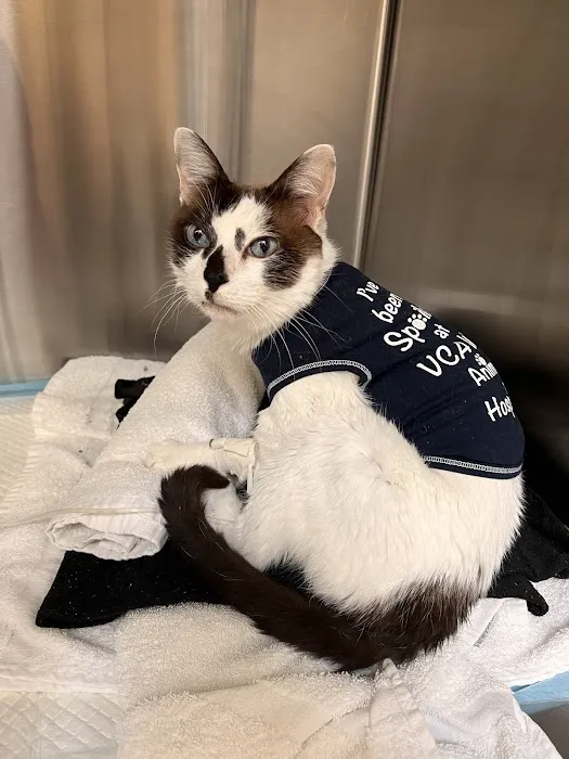 VCA West Los Angeles Animal Hospital 8