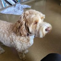 Pasternak Veterinary Center ico